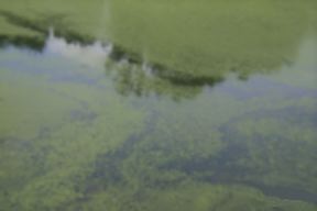 biota pic