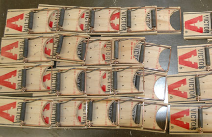 Mouse Traps